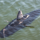Illustration for article titled The Navy's Experimental Underwater Drone Looks Like A Shark